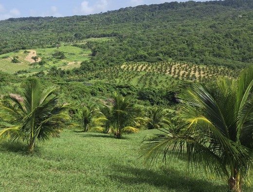 Hillside plantation with rows of young trees and palms — GPS-tracked grove